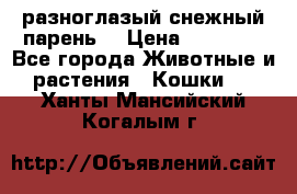 разноглазый снежный парень. › Цена ­ 10 000 - Все города Животные и растения » Кошки   . Ханты-Мансийский,Когалым г.